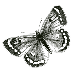 Illustration of a butterfly representing dark mode in Zoonote app
